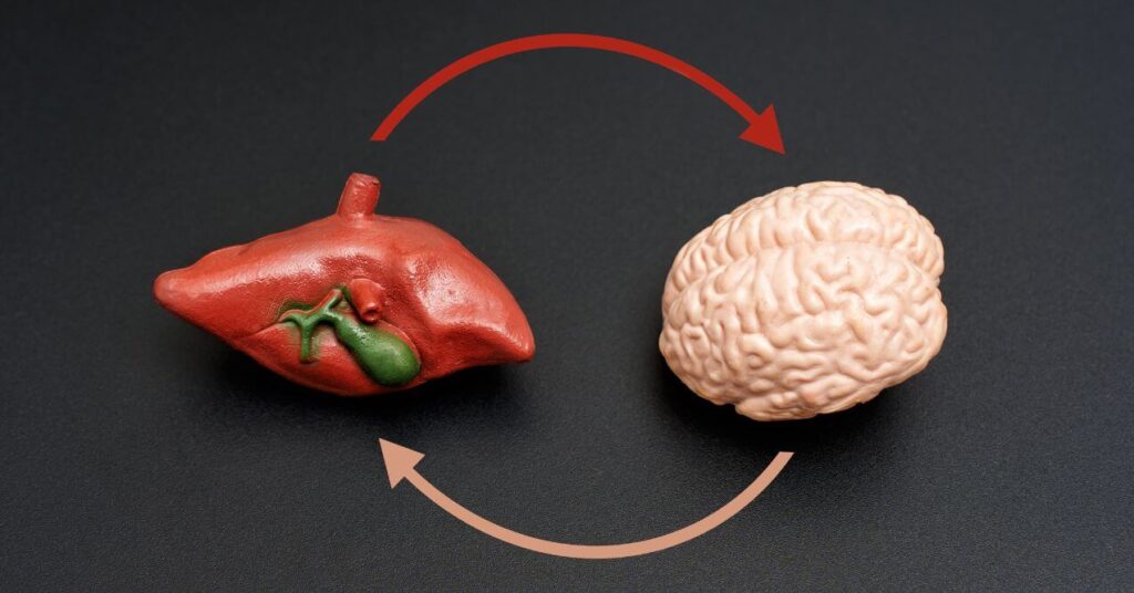 Liver and brain models with circular arrows on dark surface. Brain-liver connection concept.