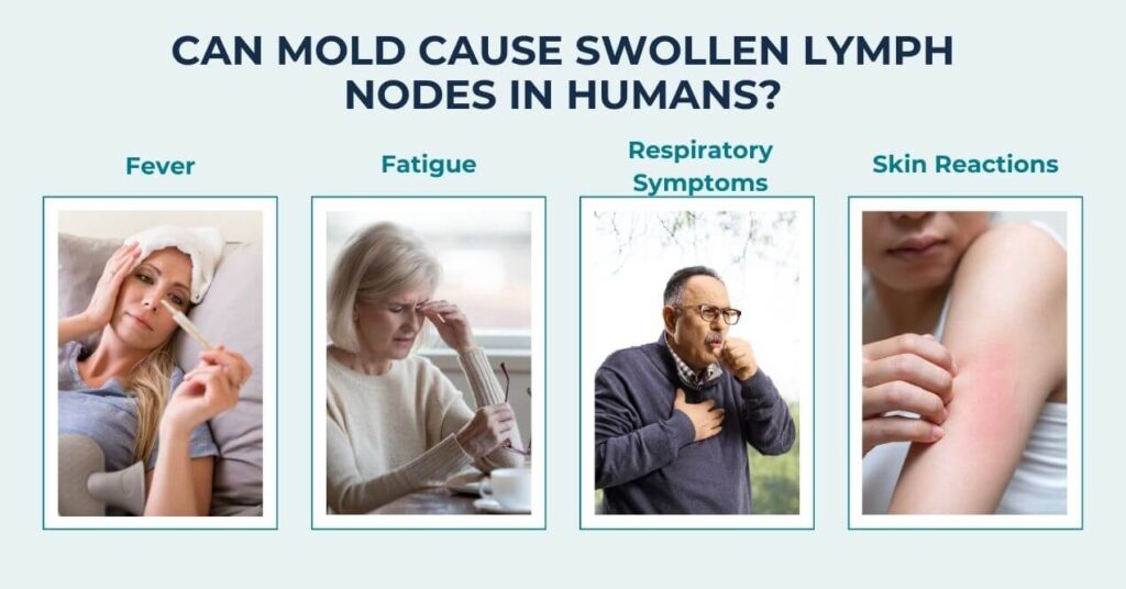 A chart showing symptoms of mold exposure causing swollen lymph nodes in humans, including fever, fatigue, respiratory symptoms, and skin reactions.