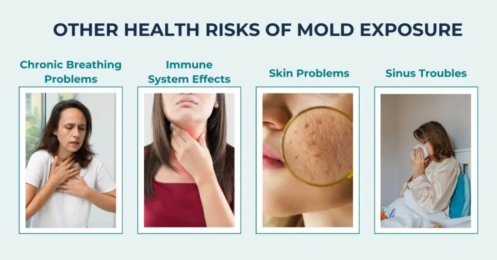 A visual chart showing the other health risks of mold exposure, including chronic breathing problems, immune system effects, skin problems, and sinus troubles.