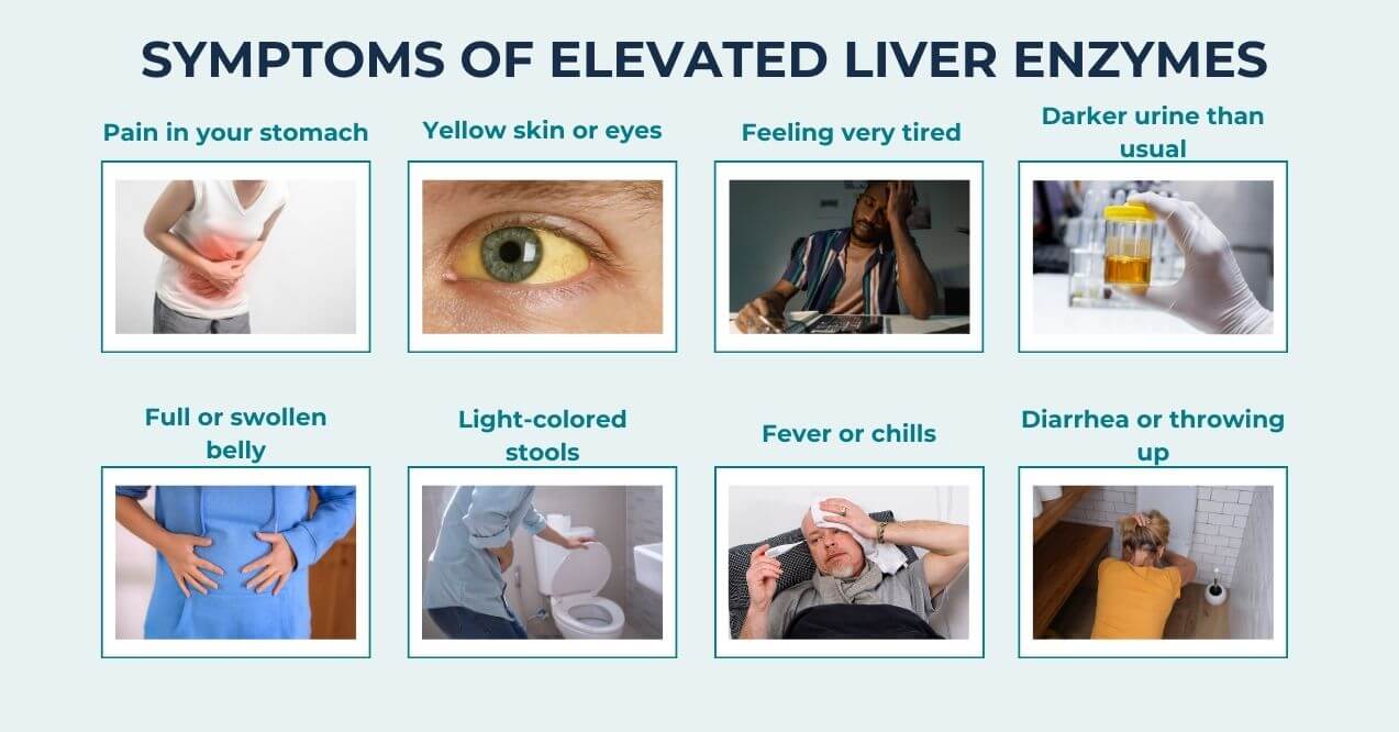 Symptoms of elevated liver enzymes infographic showing different symptoms such as stomach pain, yellow skin or eyes, fatigue, dark urine, full or swollen belly, light-colored stools, fever or chills, and diarrhea or vomiting.