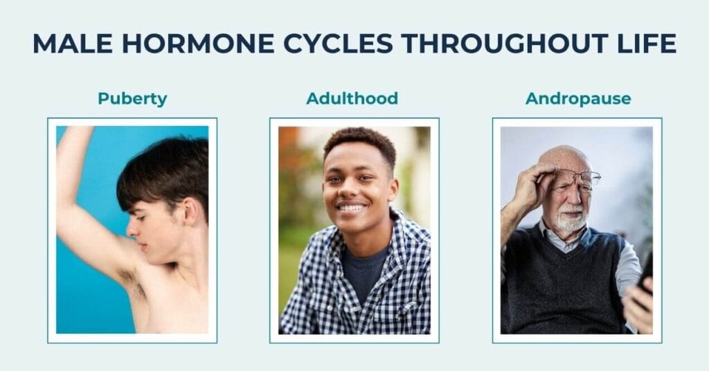 Stages of male hormone cycles – puberty, adulthood, and andropause.