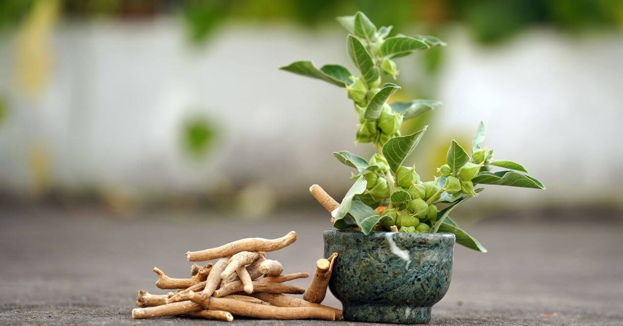 Ashwagandha plant and roots in a bowl with dried roots beside it