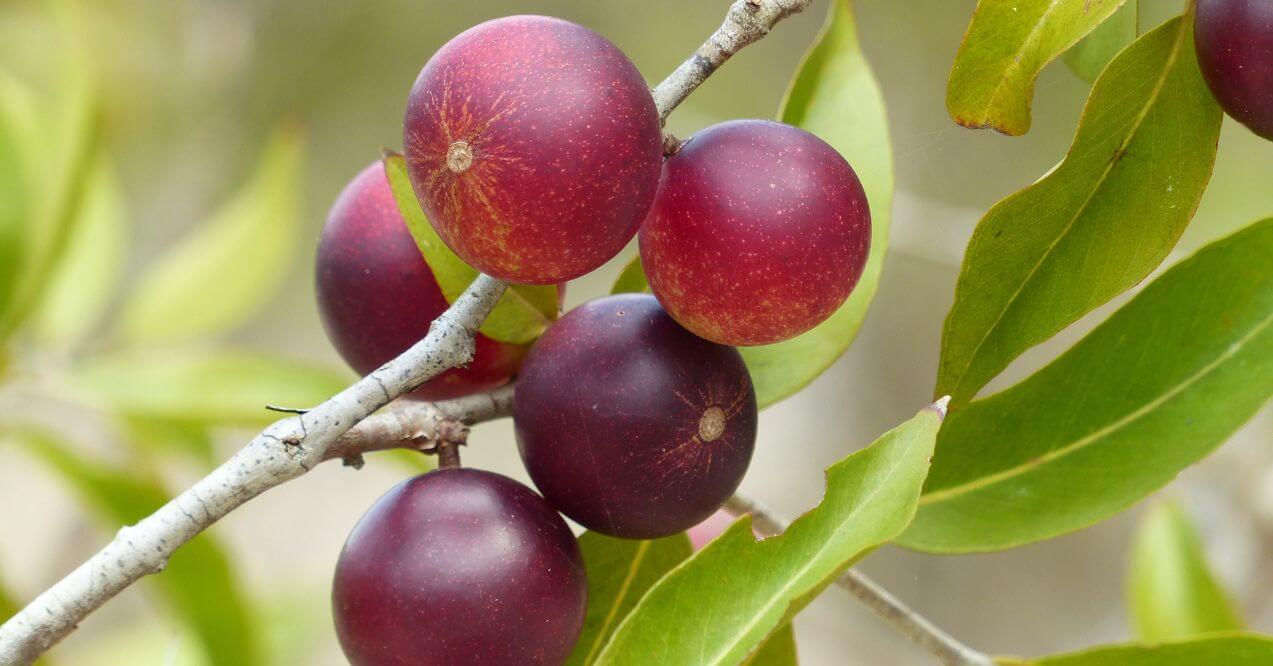 Camu camu fruit on branch helps liver health.