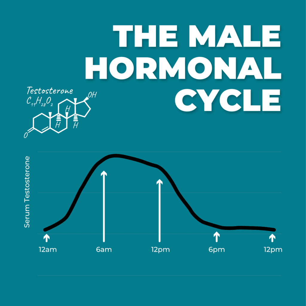 Graph of male hormonal cycle showing testosterone levels throughout the day.