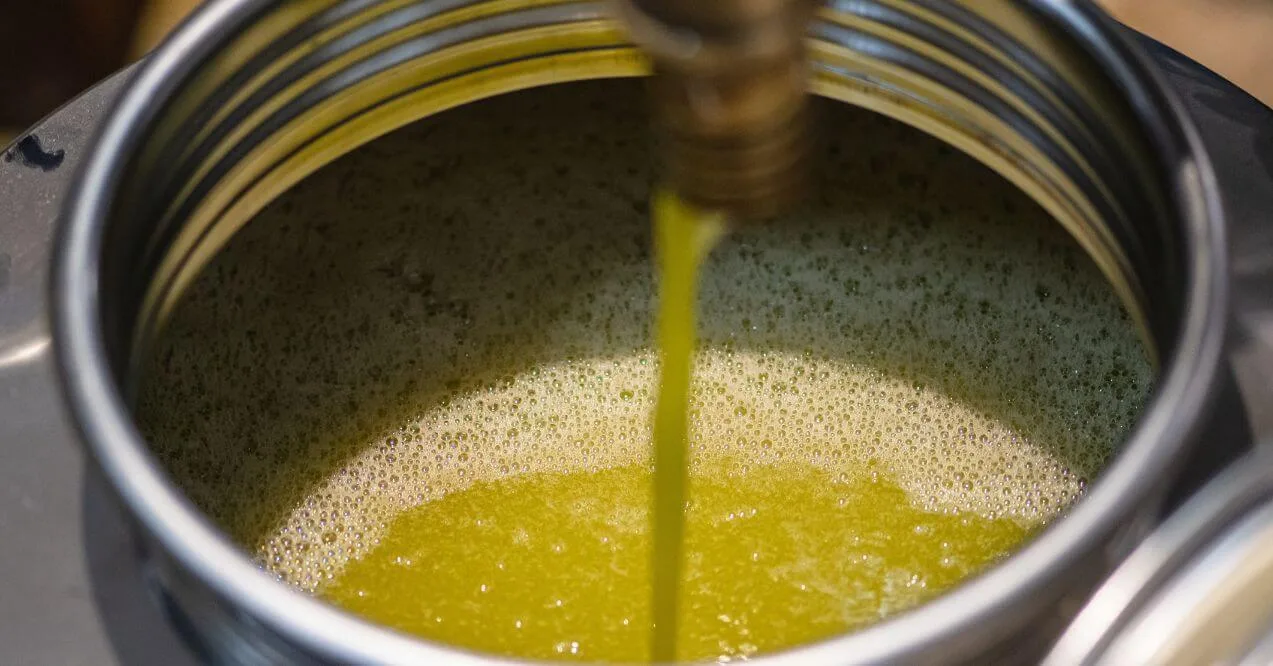 Greenish-yellow oil being extracted through a cold pressing process.
