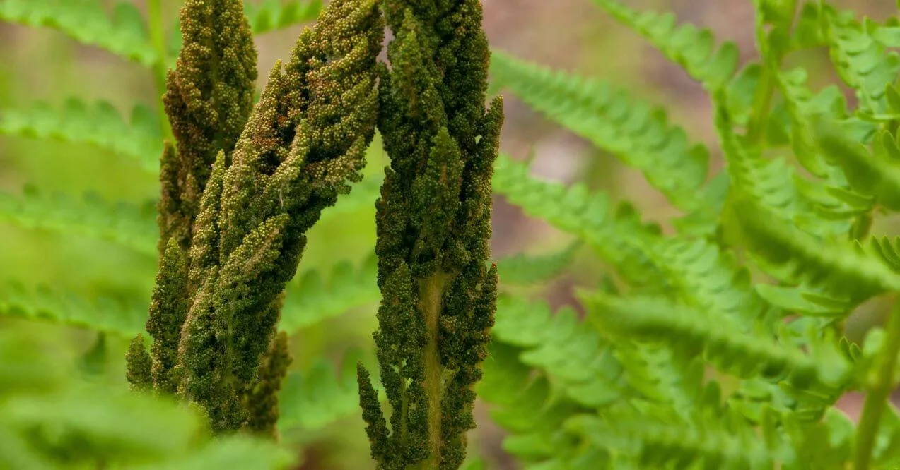 Close-up of green spores on a fern plant with a blurred background