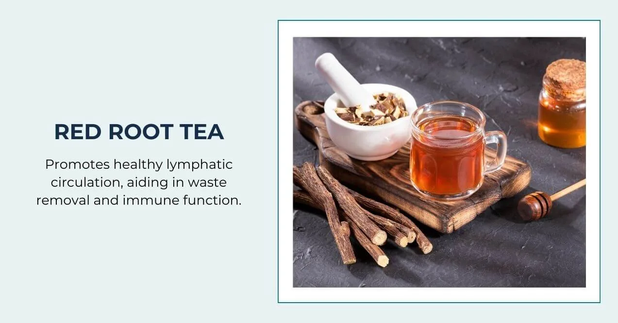 A glass mug of red root tea with dried red root sticks and honey for lymph health.