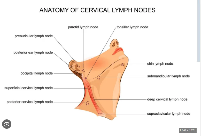 Diagram of cervical lymph nodes in the head and neck