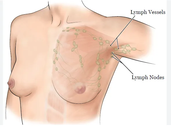 Illustration of lymph nodes and vessels in the armpit and chest