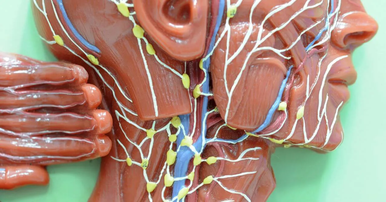 Anatomical model showing lymphatic drainage map in the head and neck