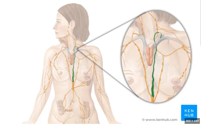 Illustration of mediastinal lymph nodes in the chest near heart and lungs