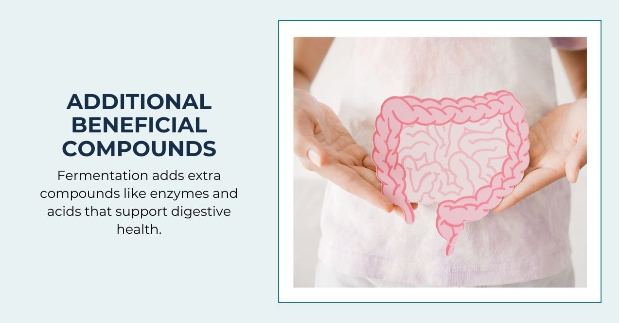 Illustration of gut health with compounds supporting digestive wellness.