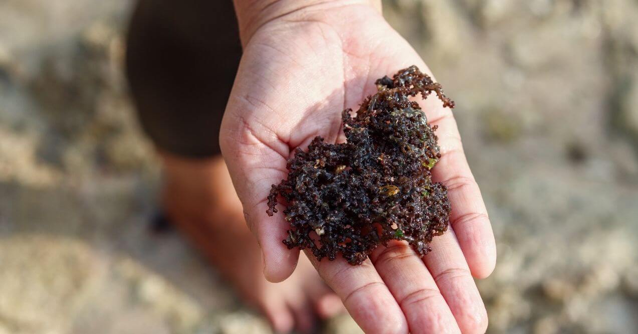 Fresh dark sea moss held in an open hand at the beach