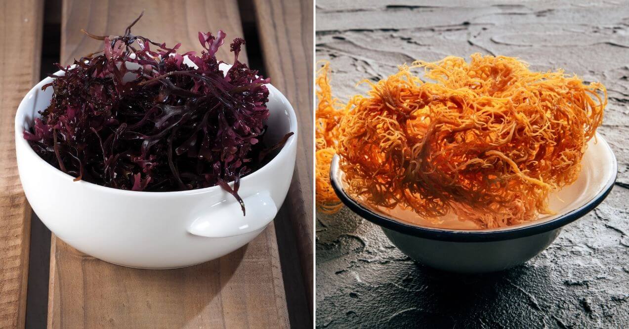 comparing irish and sea moss: is irish moss the same as sea moss
