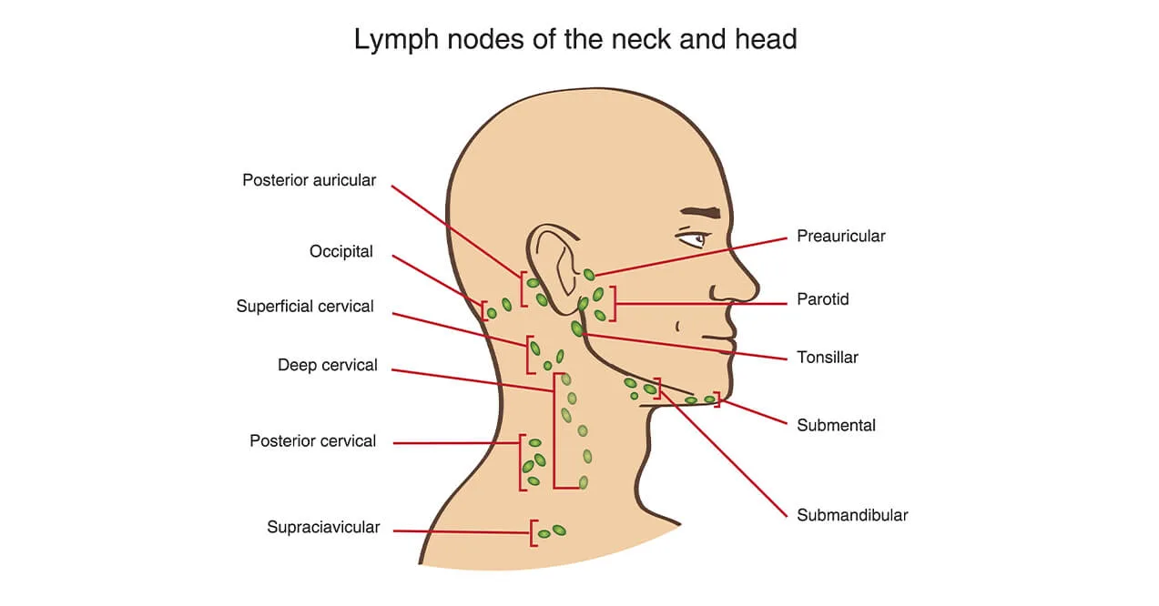 Lymph nodes of the neck and head diagram with labeled cervical and facial lymph node groups.