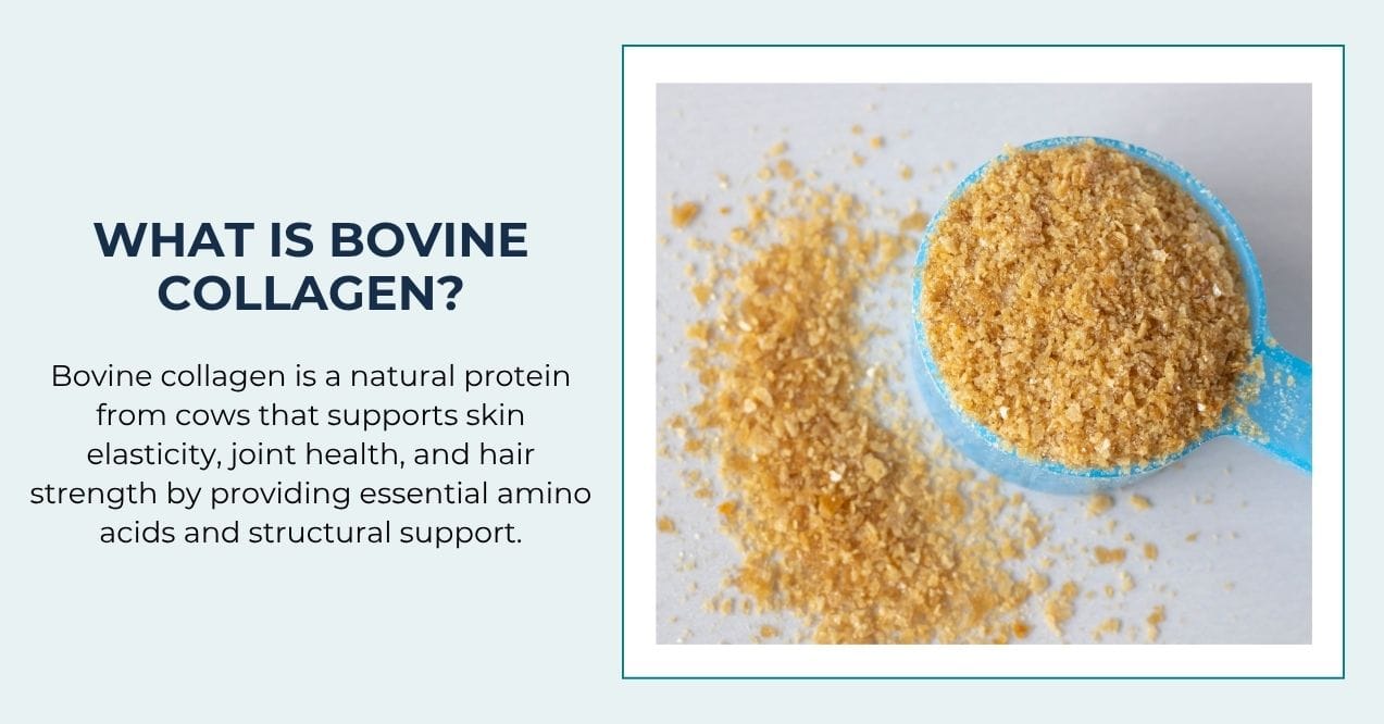 Close-up of bovine collagen granules in a blue measuring scoop with supporting text.