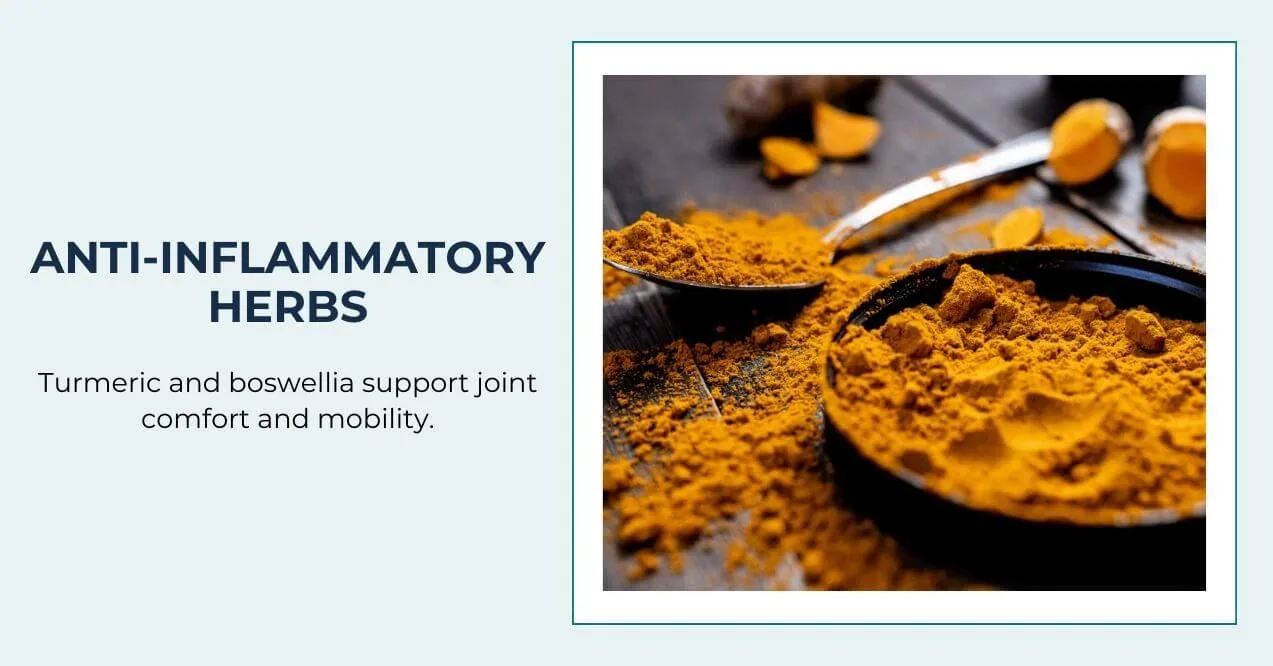 Turmeric powder and root for joint comfort and mobility