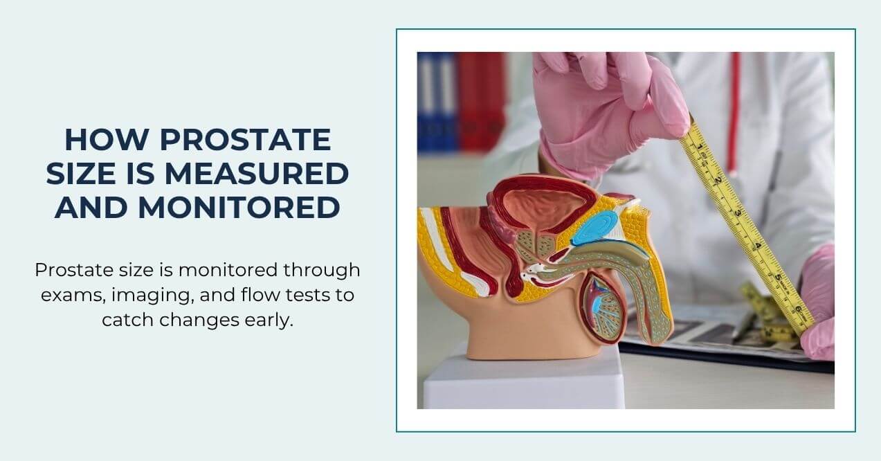 Doctor measuring prostate model to monitor prostate size and health.