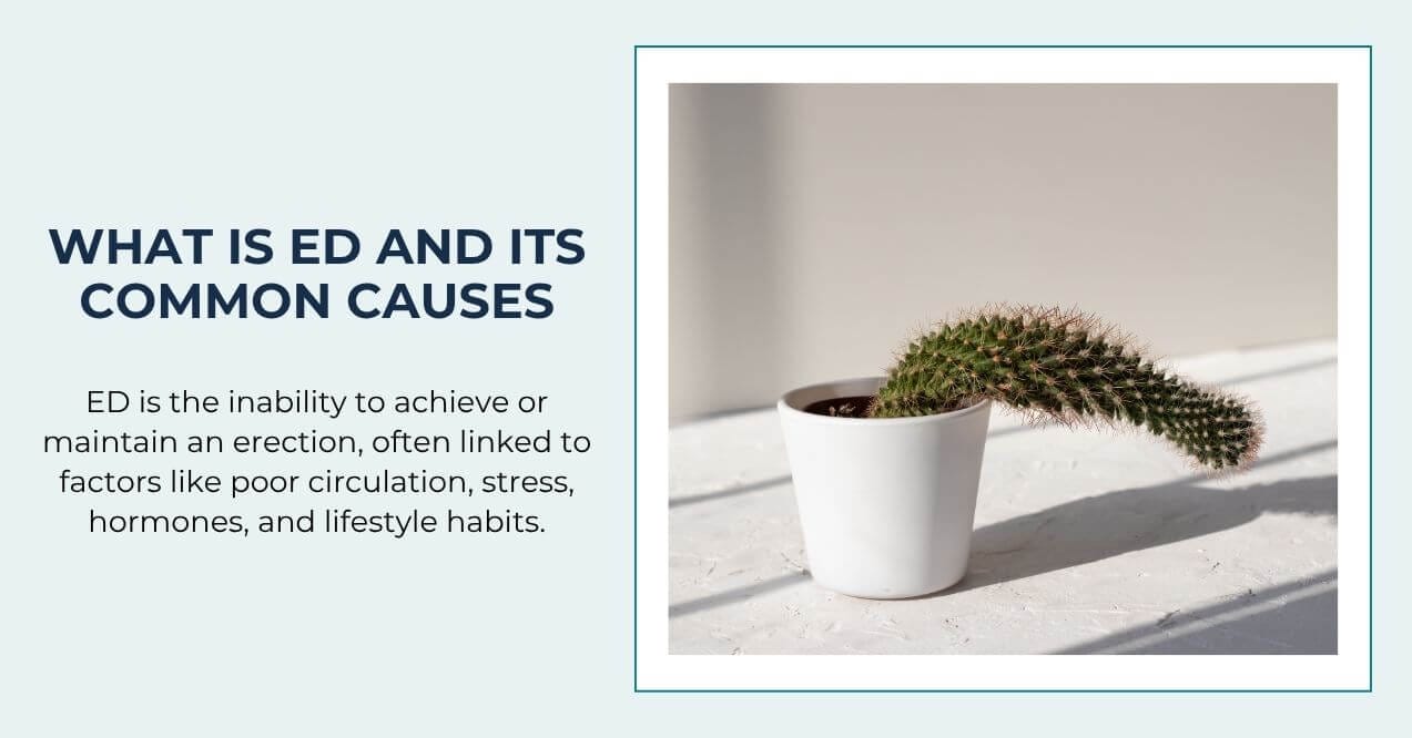 Cactus in a white pot bending over to represent erectile dysfunction.
