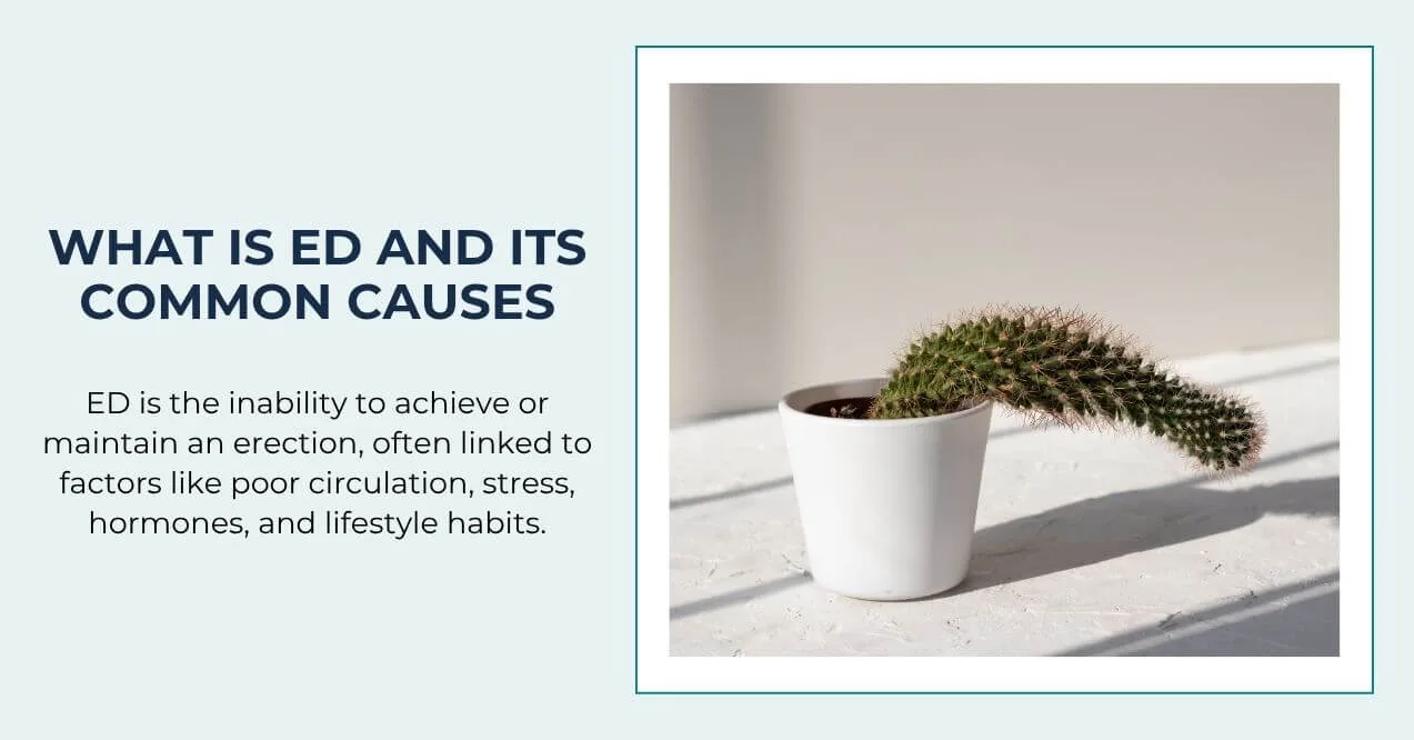 Cactus in a white pot bending over to represent erectile dysfunction.