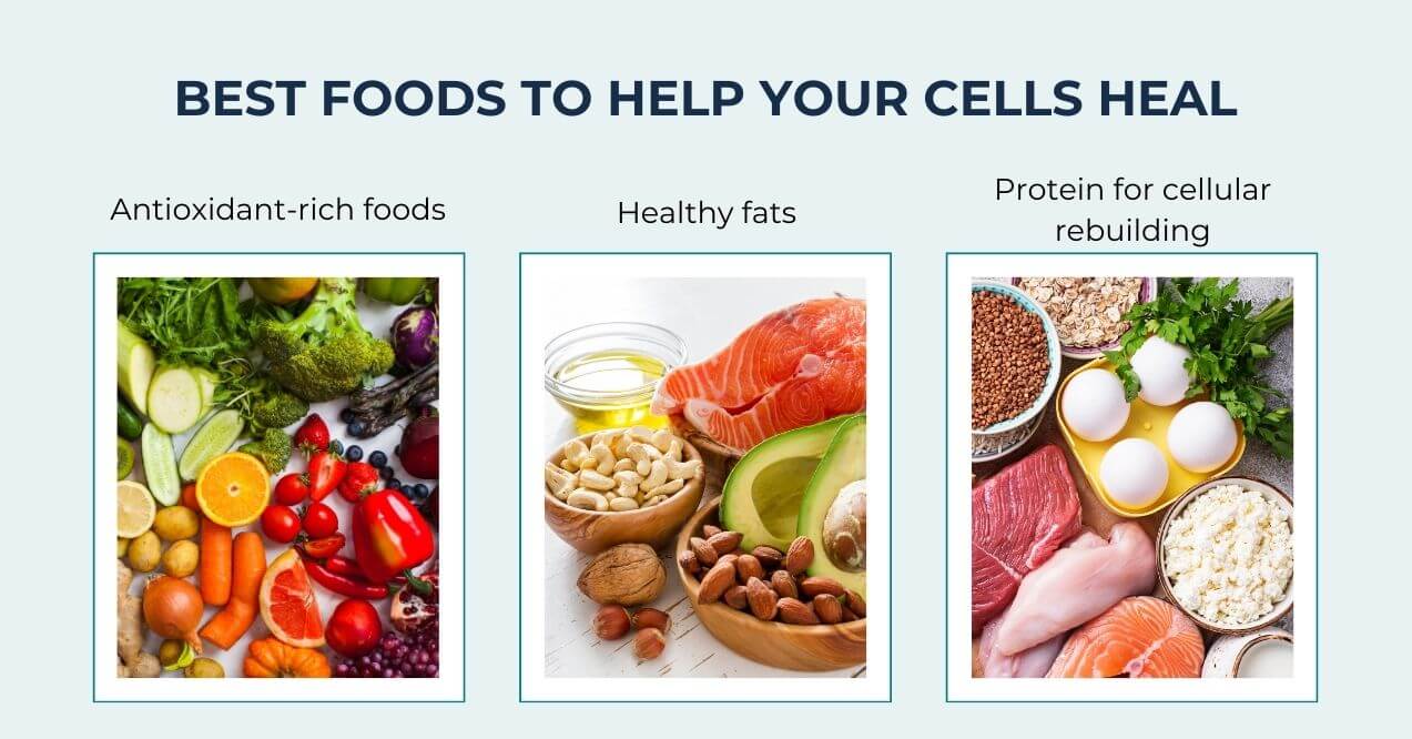 Foods that help cells heal: antioxidants, healthy fats, and protein sources
