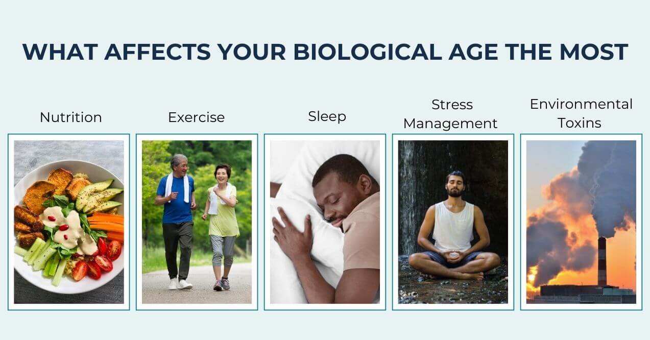Factors affecting biological age: nutrition, exercise, sleep, stress, toxins