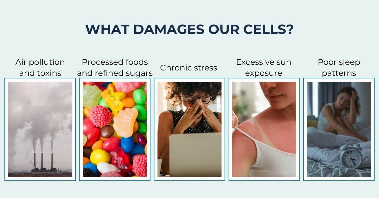 Cell damage causes: pollution, sugar, stress, sun exposure, and poor sleep