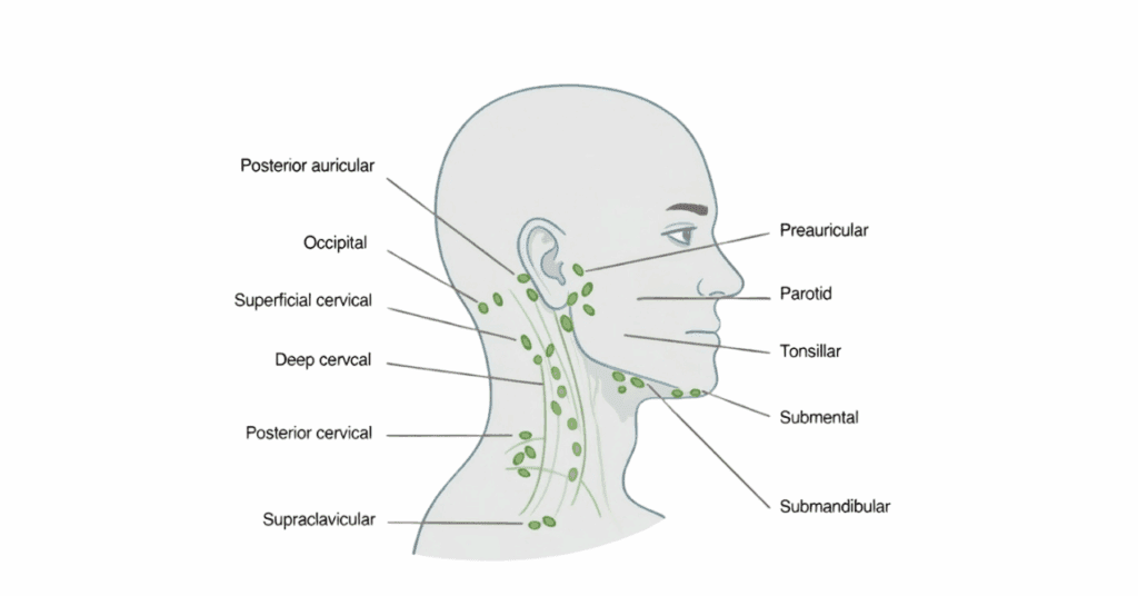 Lymphatic Drainage Map: How to Use for Self-Massage | PureHealth Research