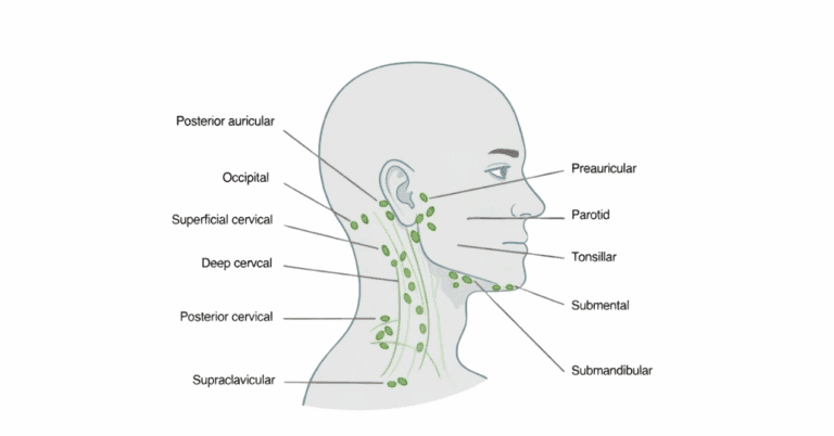 Lymphatic Drainage Map: How to Use for Self-Massage | PureHealth Research