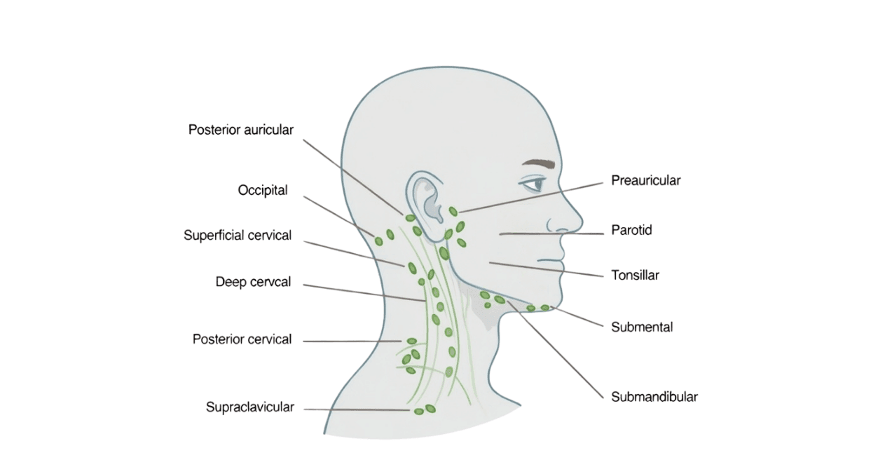 Head and neck diagram showing major lymph nodes