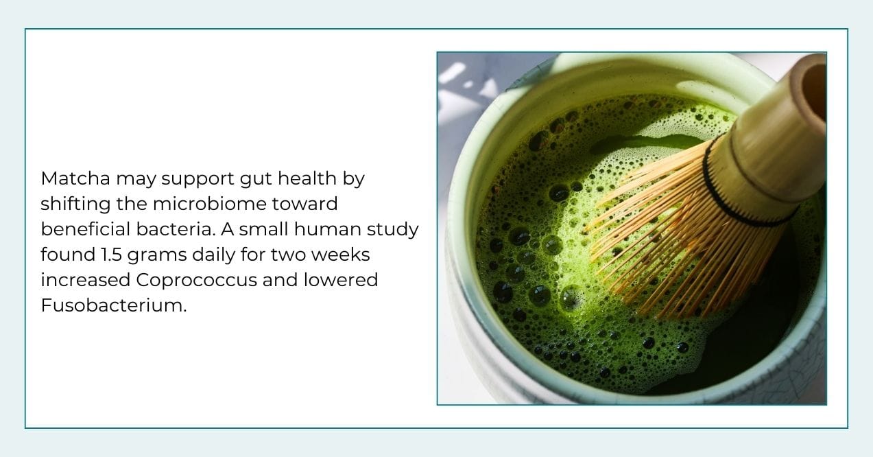 Infographic on matcha and gut health