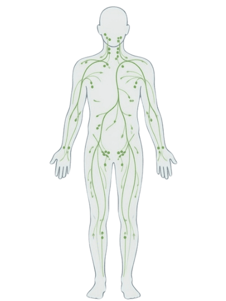 Full-body illustration of the lymphatic system showing major vessels and lymph nodes