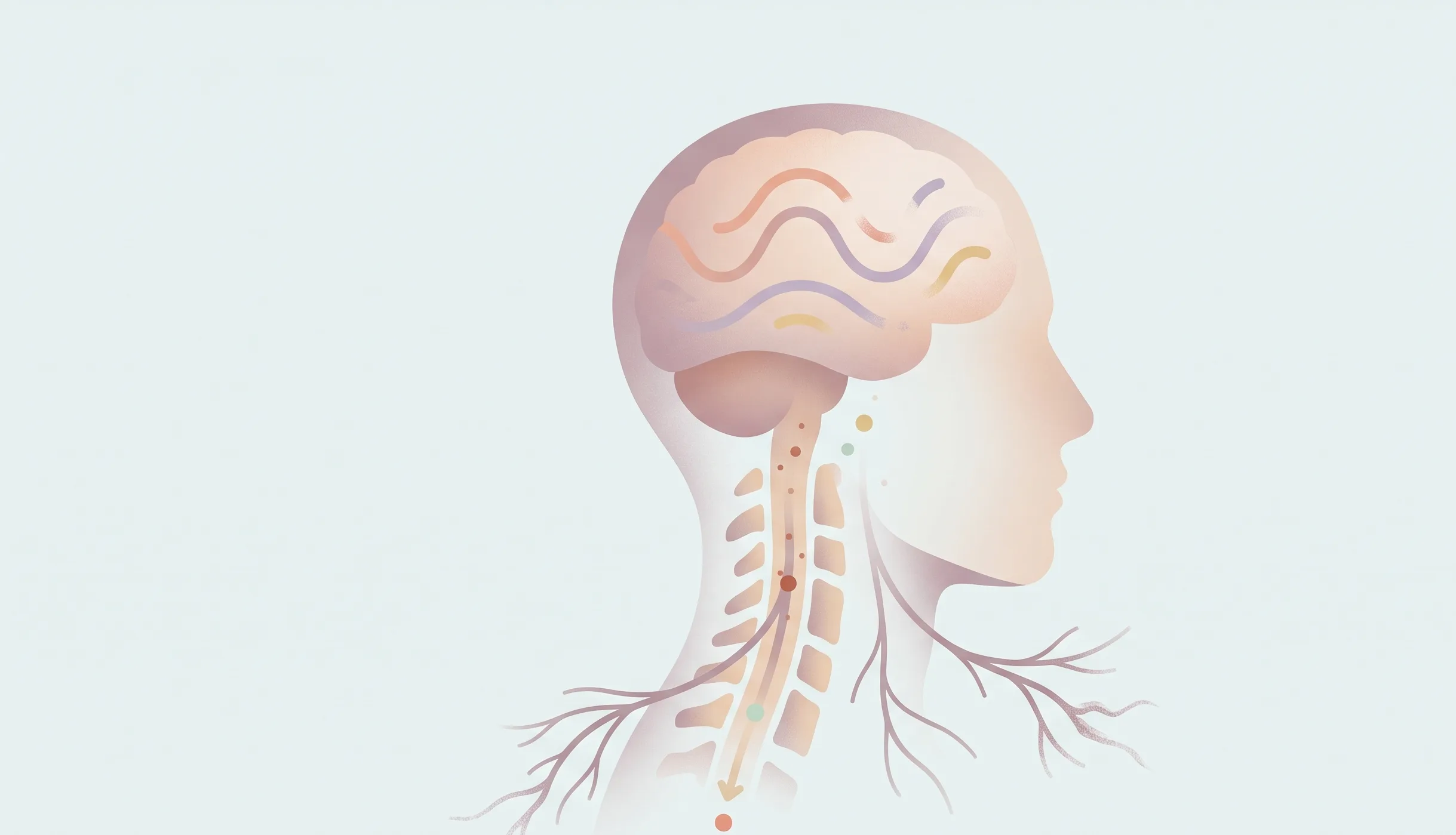 How Does Alcohol Affect the Central Nervous System