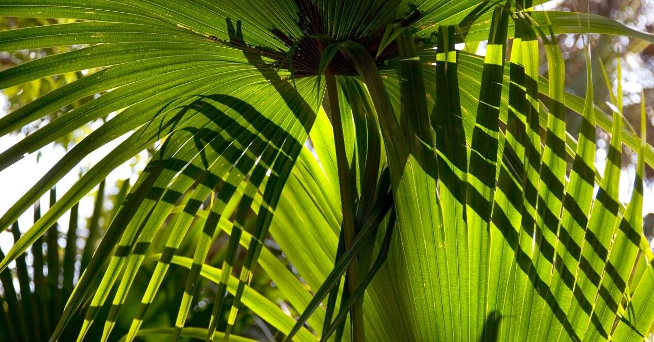 Close-up of sunlit saw palmetto leaves