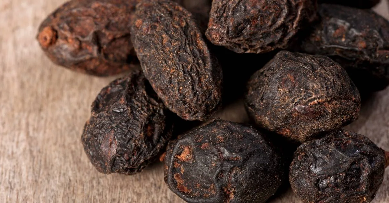 Close-up of dried saw palmetto berries