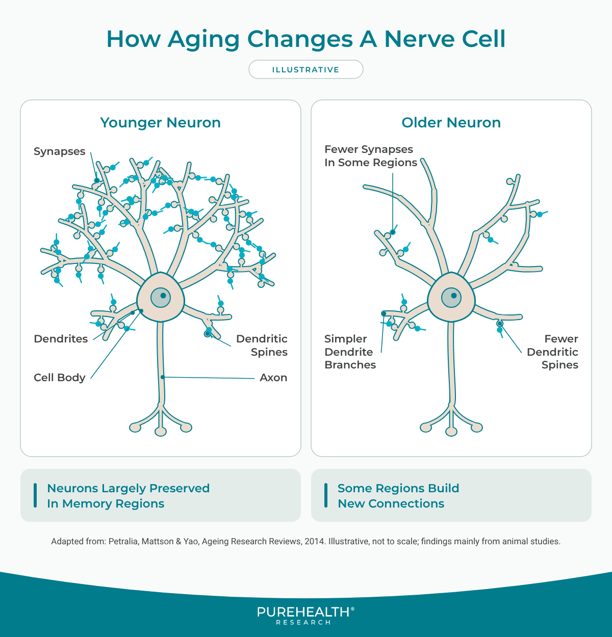 Diagram comparing younger and older neurons, illustrating age-related changes in dendritic branches, synapses, and dendritic spines