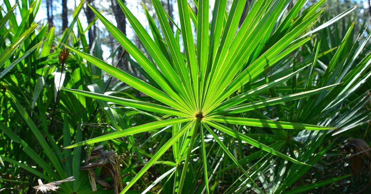 Saw palmetto leaves growing in a sunlit forest