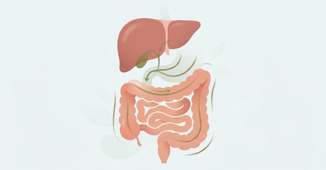 The connection between liver and constipation