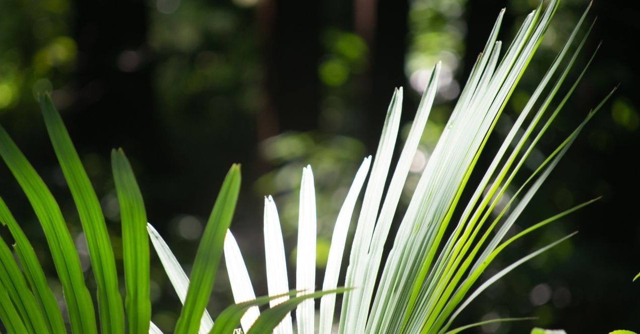 Top of saw palmetto leaves in sunlight