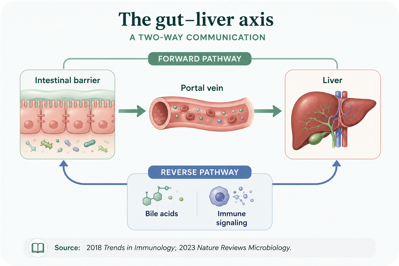 Diagram of the gut-liver axis: intestinal barrier to liver via portal vein, and back via bile acids and immune cells