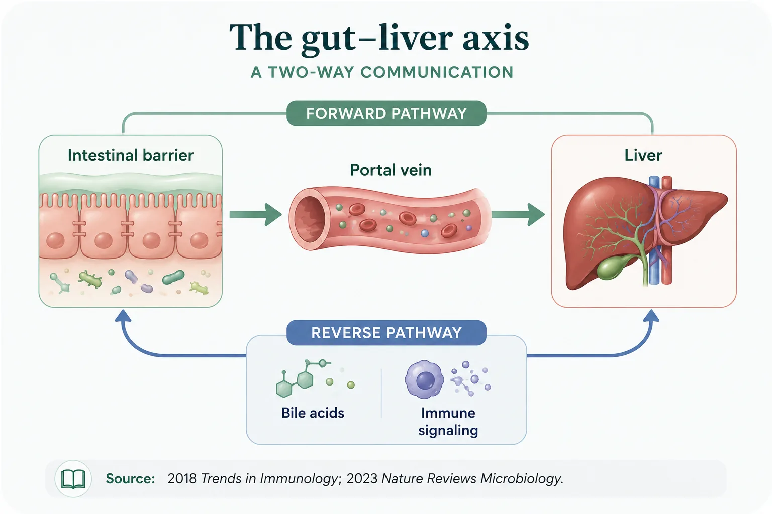 Diagram of the gut-liver axis: intestinal barrier to liver via portal vein, and back via bile acids and immune cells