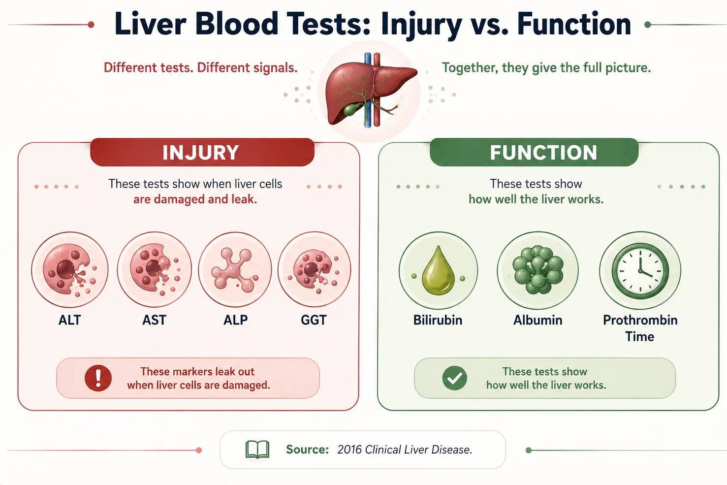 Chart: liver injury markers (ALT, AST, ALP, GGT) vs. function markers (bilirubin, albumin, prothrombin time)