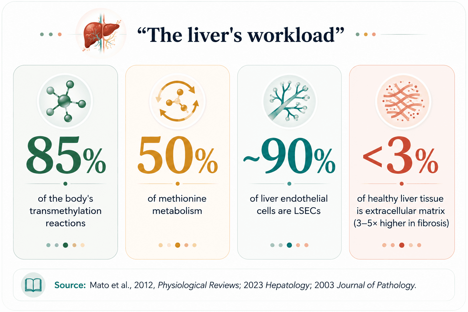 Four stat cards on the liver's workload: transmethylation, methionine metabolism, LSECs, and extracellular matrix