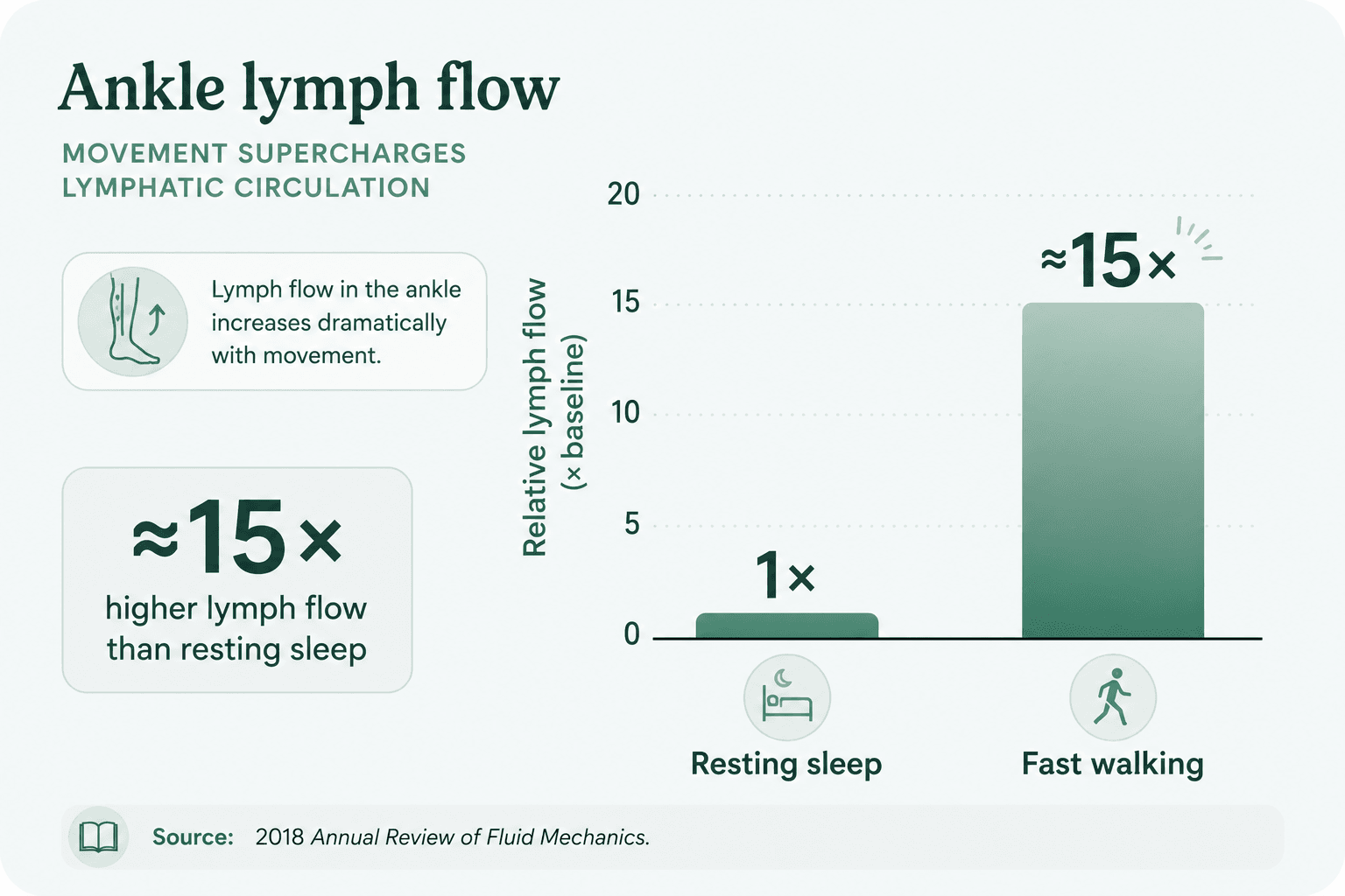 Bar chart comparing ankle lymph flow during resting sleep (1x) vs. fast walking (about 15x)