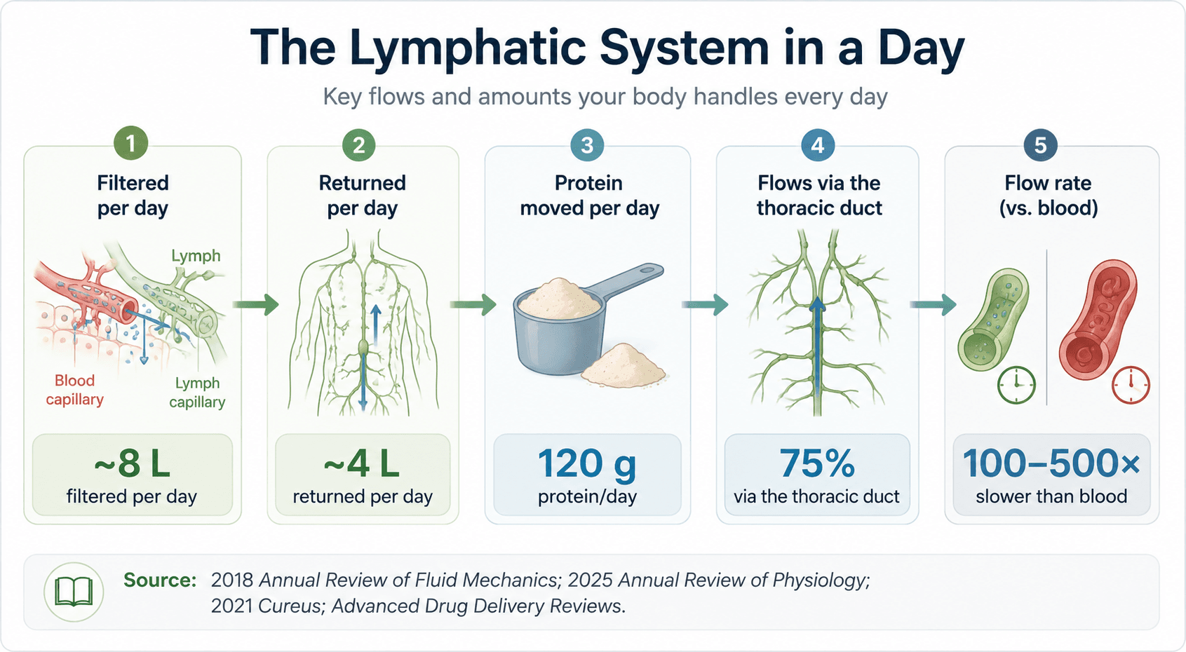 Infographic: 5 daily lymphatic stats—8L filtered, 4L returned, 120g protein moved, 75% via thoracic duct, flow rate
