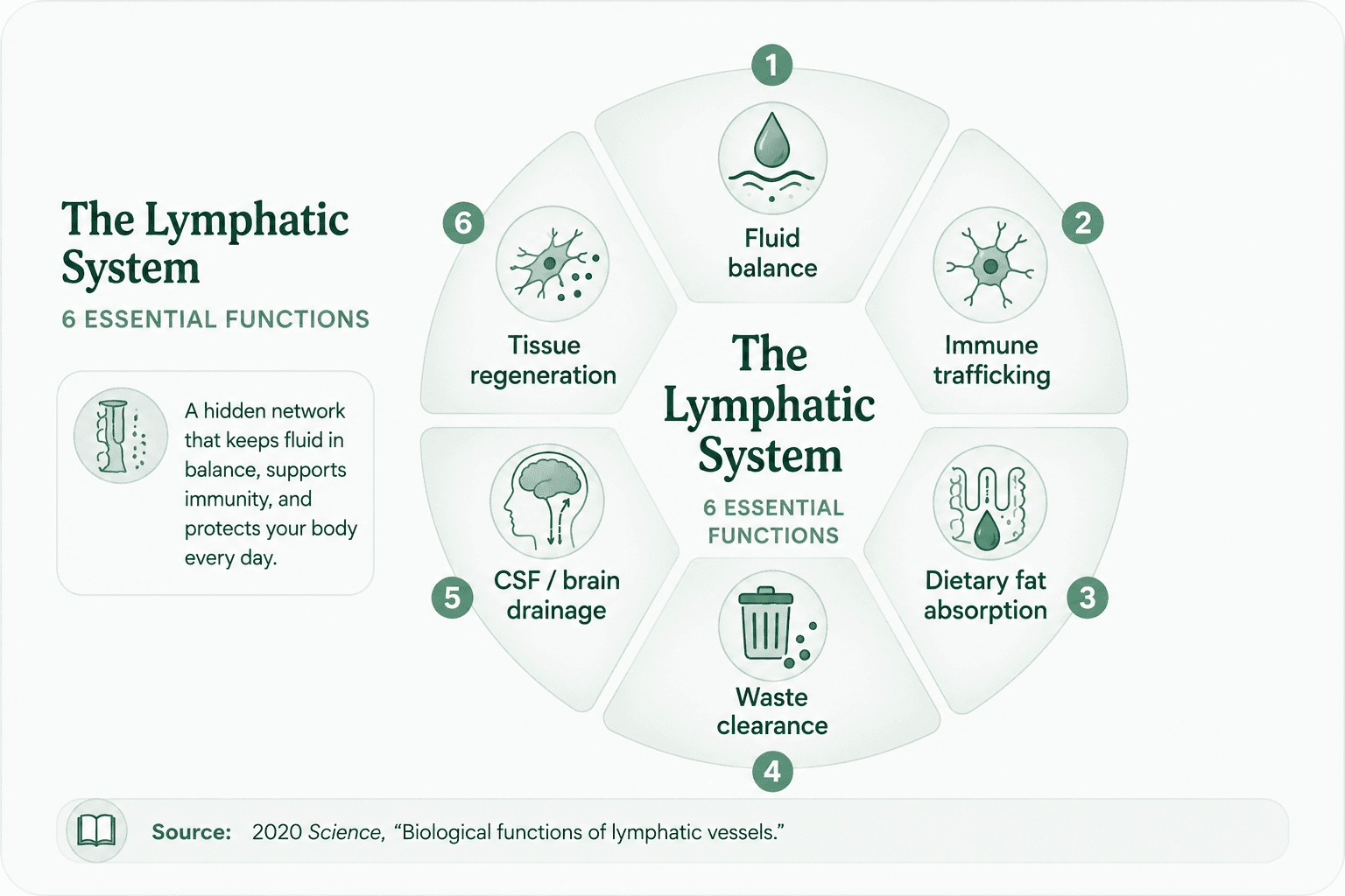 Diagram of the lymphatic system's six functions, including fluid balance, immunity, waste clearance, and CSF drainage