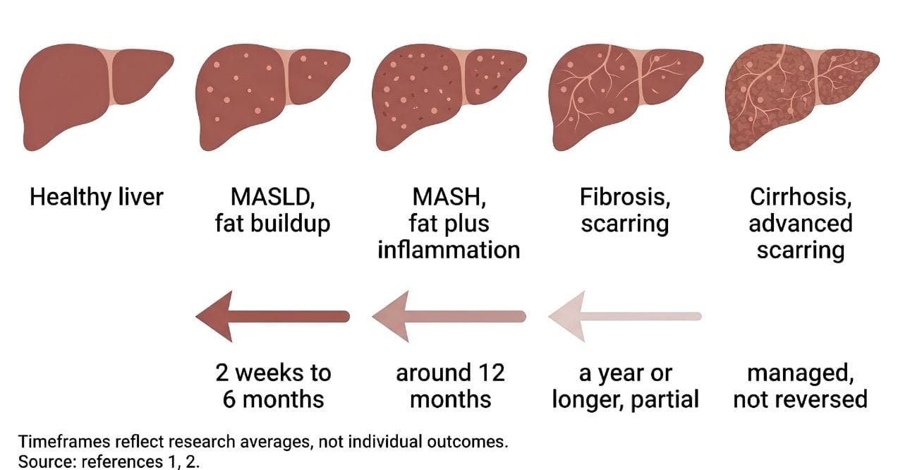 Liver recovery timeline showing stages from fatty liver and inflammation to fibrosis and cirrhosis.