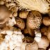 5 Best Mushrooms for Brain Health